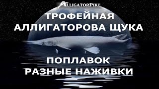 Fishing Planet | Миссури | Трофейная Аллигаторова Щука 1 | Поплавок | Разные насадки