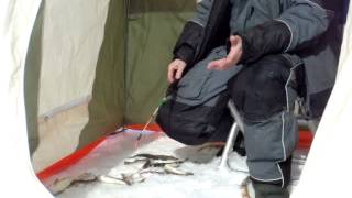 удочка для ловли корюшки http://ulov-pripay.ru/blesna_tasmanskij_d_yavrl/