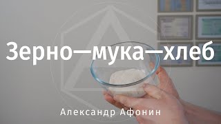 Зерновые культуры - основа питания | Александр Афонин