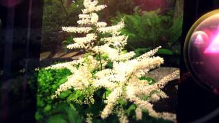 Астильба розовая, красная и белая. (Astilbe)