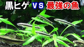 【黒ヒゲ苔を食べる魚？】大量の黒ヒゲを駆除する企画！【アクアリウム】