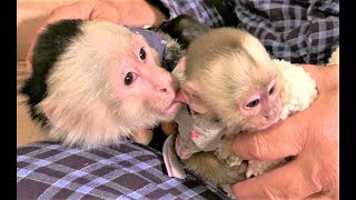 Baby Monkey Gets Her First Fan Mail | Pet Monkey Gets Mail (Adorable!!!)