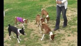 ＯＫドッグランでバセンジーのオフ会 Ⅱ　Bsenji's meeting in the Dog park 2