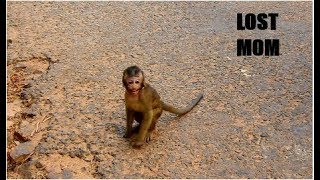 PLAY...PLAY, HAPPY...HAPPY THEN LOST MOM, TOBAIS CAN'T FIND MOM