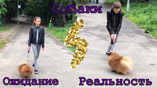 СОБАКИ ОЖИДАНИЕ VS РЕАЛЬНОСТЬ