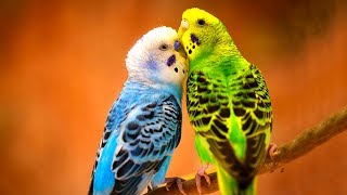 ১০টি মজার বাজেরিগার পাখি | Top 10 Super Cute And Funny Parakeet Parrot | Stunningly Beautiful Birds