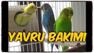 YAVRU MUHABBET KUŞU BAKIMI NASIL OLMALIDIR? (LEO 1903)