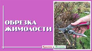 Правильная обрезка жимолости для богатого урожая.