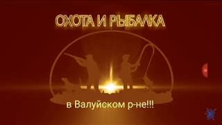 Охота на зайца г.Валуйки  ноябрь 2017г.