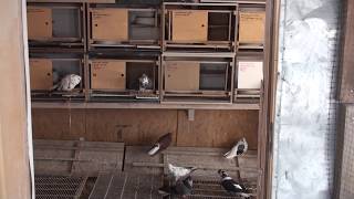 Гнезда для голубей, обзор достоинств и недостатков, Олег Костяков.т.89276513003