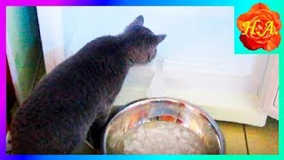 Кот Шерлок и холодильник Смешные животные??