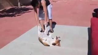 Собаки, которые очень НЕ любят купаться!