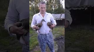 Подсадные утки (мещерские)
