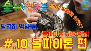 [숲속친구들]#10볼파이톤 편 , 볼파이톤 사육 정보,먹방,뱀이발톱이 있다고?
