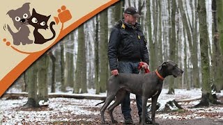 petstar.TV-Deine-Frage: Gassigehen - Dirk Lenzen beantwortet Eure Fragen Teil 1