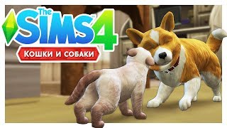 КОТЯТКИ! ?\The Sims 4: Кошки и собаки #15