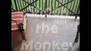 ShOcK the Monkey Kenya (WoLF)