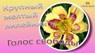 Крупный желтый лилейник Голос свободы / Сад Ворошиловой