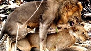Vahşi hayvanlar Aslan doğal yaşam belgesel videoları