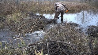 Жизнь с бобрами по соседству // крутые фотки с фотоловушки