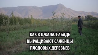Как в Джалал-Абаде выращивают саженцы плодовых деревьев