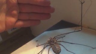 Giant Whipspider Feeding Video! - DO NOT WATCH LATE AT NIGHT!