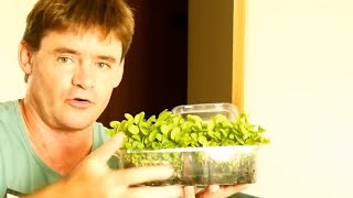 Red Veined Sorrel: Microgreens:Baby Greens to Mature Plus More