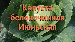 Капуста белокочанная Июньская (iyunskaya) ? Июньская обзор: как сажать, семена капусты Июньская