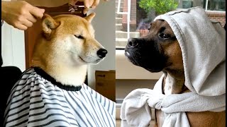 Die besten Videos 2019 (Teil 65) || ✪ Stern DuTube