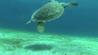 Kate Walsh Swims with Sea Turtles