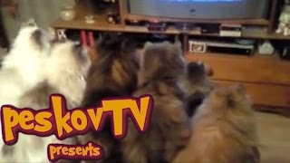 Смешные кошки #12. Кошки смотрят телевизор.