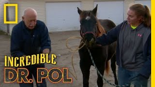 Dr. Pol Unplugs Storm | The Incredible Dr. Pol