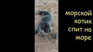 Звуки природы, пение птиц прогулка по морю ,котик спит на море встреча