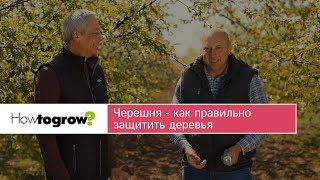 Как защитить черешню от болезней и вредителей?