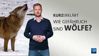 #kurzerklärt: Wie gefährlich sind Wölfe?