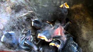 Птенцы синицы в почтовом ящике. 10  день жизни. The chicks titmouse in your inbox. Day 10