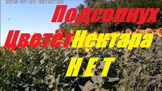 Подсолнух2019- Взяток резко оборвался.Рассаживаем отводки Расширение пчела семей не будет