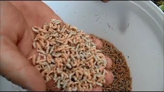 Сколько можно получить опарыша  с одной курицы.