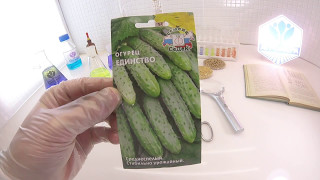 Огурец Единство. СеДеК