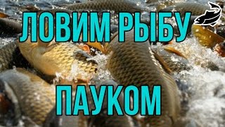 ЛОВЛЯ РЫБЫ НА ПАУК. ЛОВЫМ РЫБУ НА ПАУК. ЛОВЛЯ РЫБЫ ПАУКОМ. РЫБАЛКА ПАУКОМ НА СТАВКЕ РЫБАЛЬСЬКИЙ ПАУК