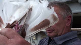 О торцовом стиле полета голубей, Кременской. Часть 1.