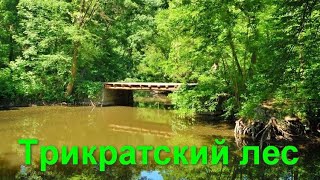 Лабиринт. Супер лес. Красивая природа. Николаев. Вознесенск. Пороги. Чистый воздух.