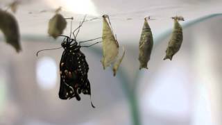 Butterfly Emergence and Wing Inflation (Full)