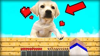 МОЯ СОБАЧКА ДЖЕННИФЕР ПЕРВЫЙ РАЗ ИГРАЕТ В МАЙНКРАФТ! РУМТУР ПО МОЕЙ ХАТЕ В MINECRAFT