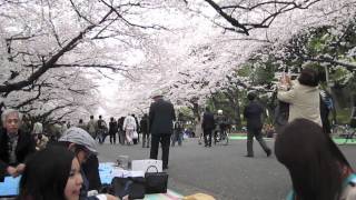 Hanami, Flower Watching, in Ueno Park
