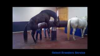 Hydraulic Breeding Phantom Installed at Select Breeders in Maryland