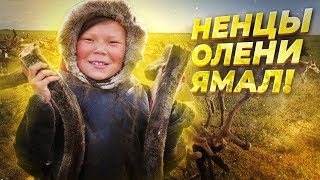 КАК ЖИВУТ ОЛЕНЕВОДЫ НА КРАЙНЕМ СЕВЕРЕ! Ненцы, олени и собаки посреди ямальской тундры