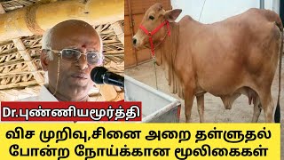 மாடுகளுக்கு மூன்று வித நோய்களுக்கான மருத்துவ முறைகள் | மரபு வழி மாடு வளர்ப்பு Part 7