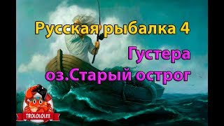 Старый острог Густера. ловля на фидер Русская рыбалка 4 Russian fishing 4
