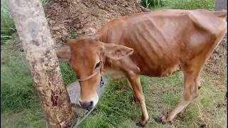 மாட்டில் உண்ணி தொல்லையா ??? அகற்றுவது எப்படி????????????